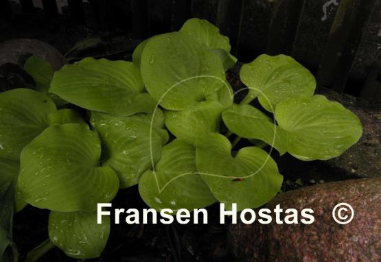 Hosta Vanilla Cream