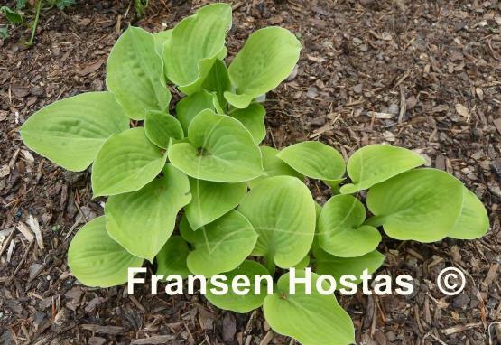 Hosta Vanilla Cream
