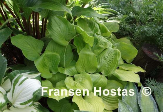 Hosta Vanilla Cream