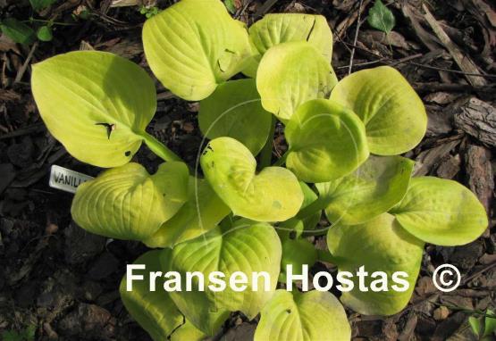 Hosta Vanilla Cream