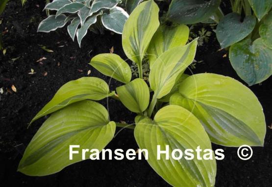 Hosta Velvet Moon
