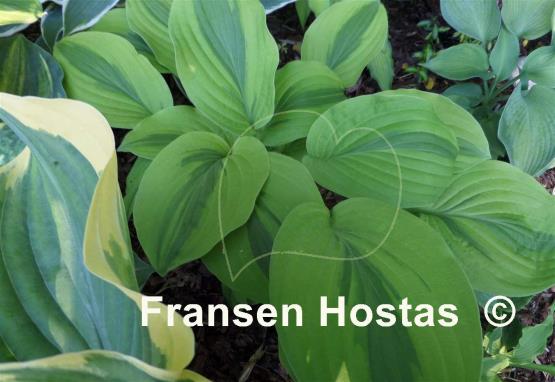 Hosta Velvet Moon