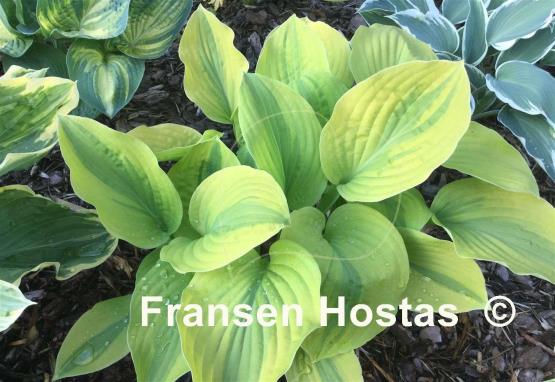 Hosta Velvet Moon