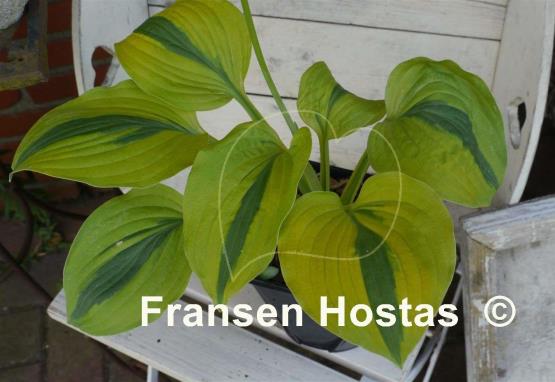 Hosta Velvet Moon
