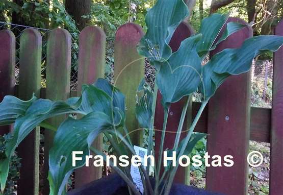Hosta Venetian Dream