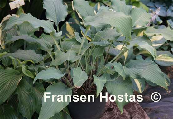 Hosta Venetian Star