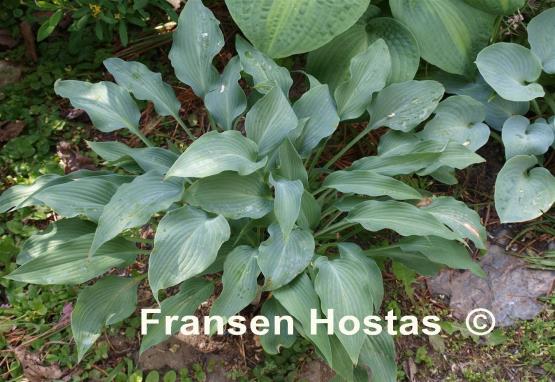 Hosta Venetian Blue
