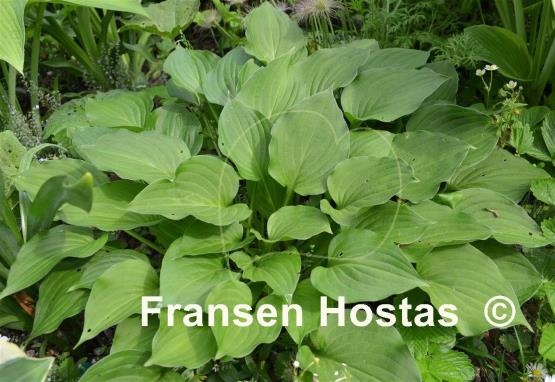 Hosta Venucosa