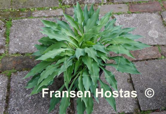 Hosta Venus Star
