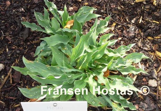 Hosta Venus Star