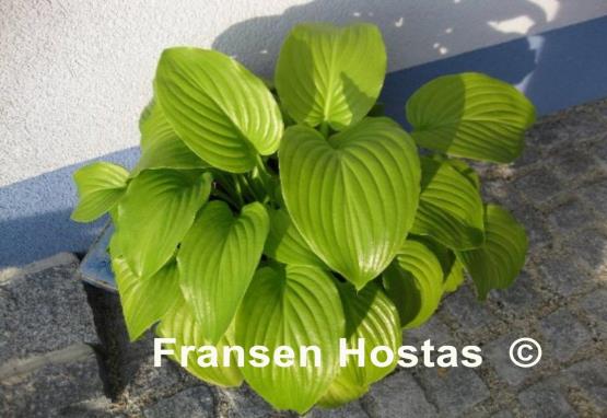 Hosta Venus