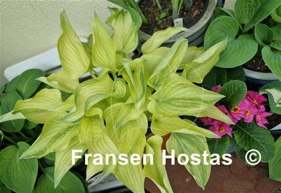 Hosta Vermont Frost