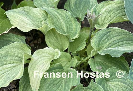 Hosta Vermont Frost
