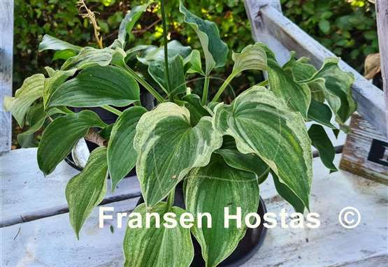 Hosta Vermont Frost