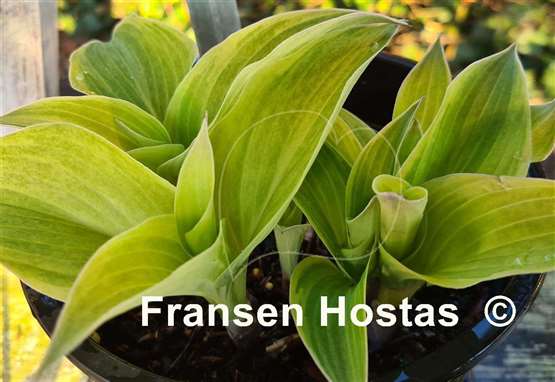Hosta Vermont Frost