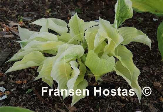 Hosta Vermont Frost