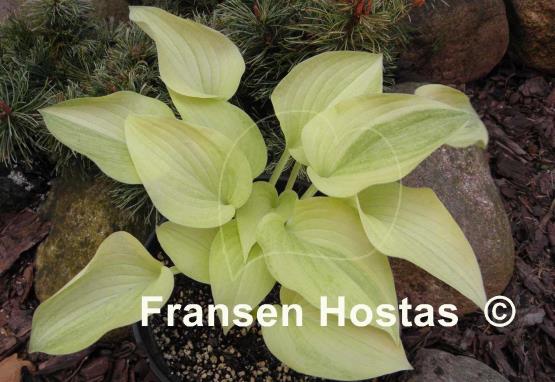 Hosta Vermont Frost