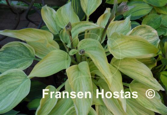 Hosta Vermont Frost