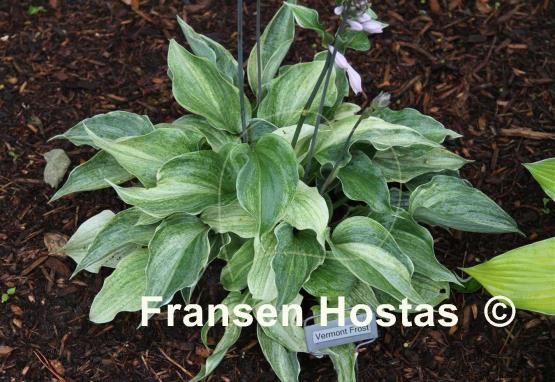 Hosta Vermont Frost