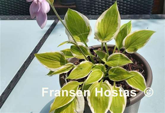 Hosta Verna Jean