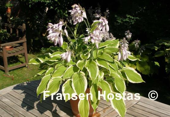 Hosta Verna Jean