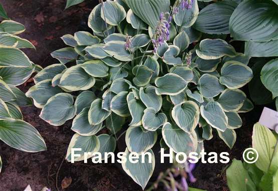 Hosta Veronica Lake