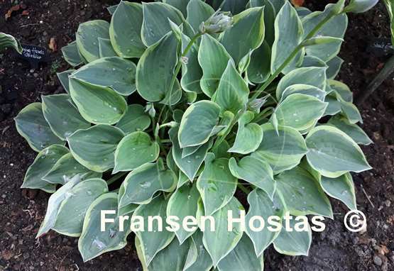 Hosta Veronica Lake
