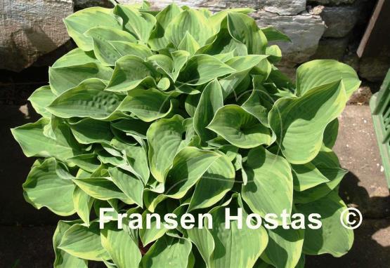 Hosta Veronica Lake