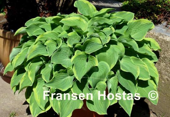 Hosta Veronica Lake