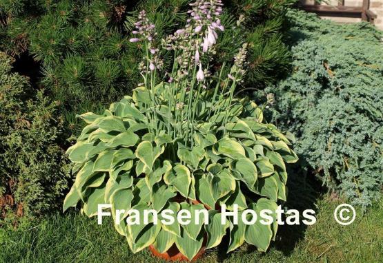 Hosta Veronica Lake