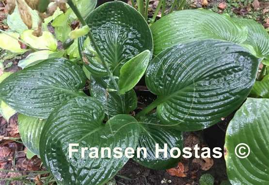 Hosta Vicar's Mead