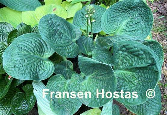 Hosta Vicar's Mead