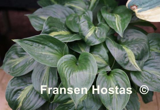 Hosta Victor