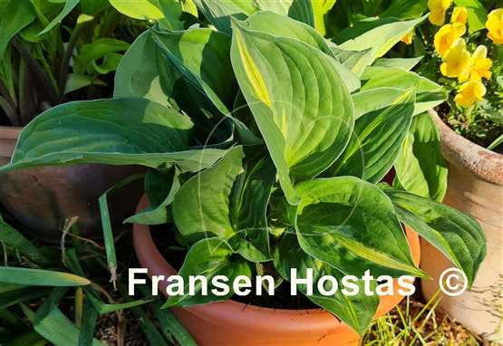 Hosta Victor