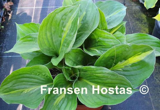 Hosta Victor