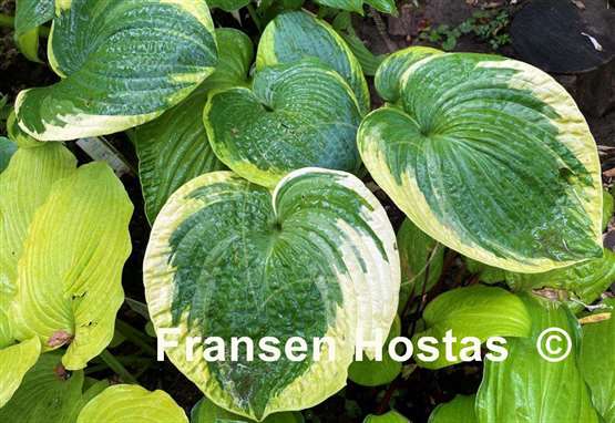 Hosta Victory Lap