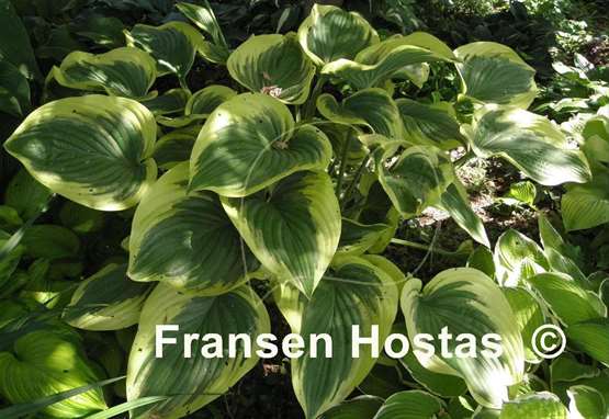 Hosta Victory