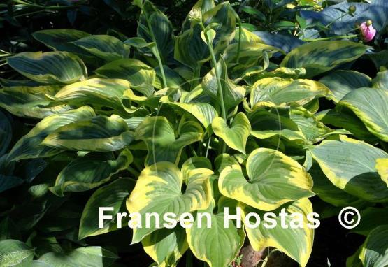 Hosta Victory