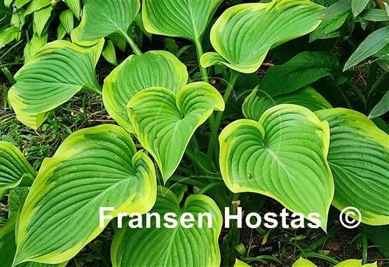 Hosta Victory