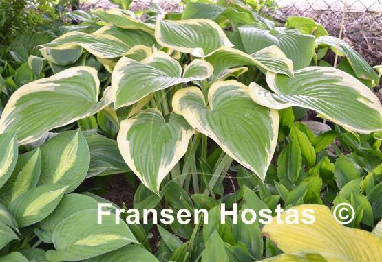 Hosta Victory