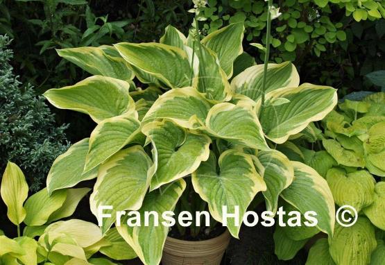 Hosta Victory