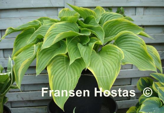 Hosta Victory