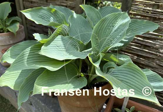 Hosta Viking Ship