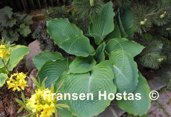 Hosta Viking Ship