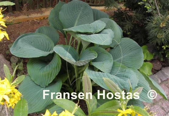 Hosta Viking Ship