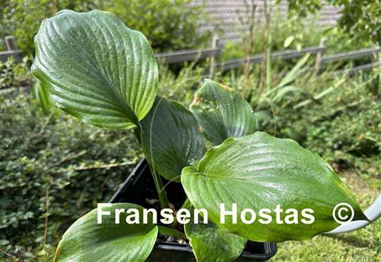 Hosta Vim and Vigor