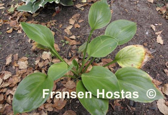 Hosta Vim and Vigor