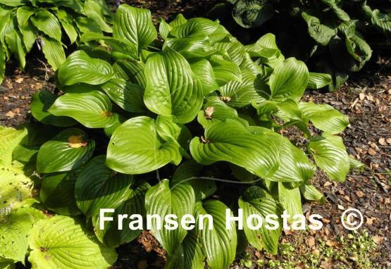 Hosta Vino Verde