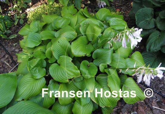 Hosta Vino Verde
