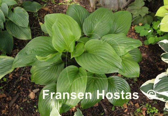Hosta Vino Verde